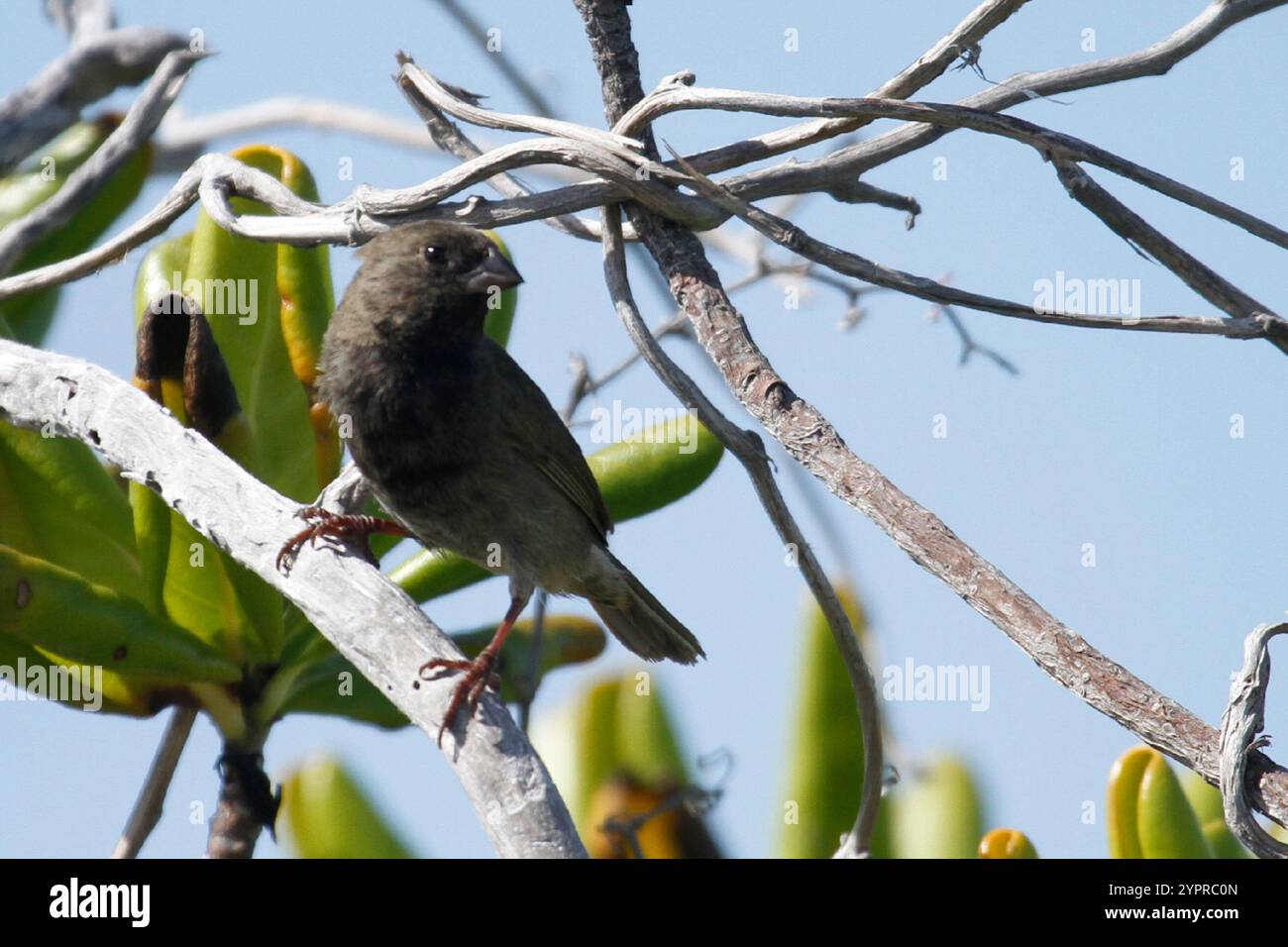 Grassquit à face noire (Melanospiza bicolor) Banque D'Images