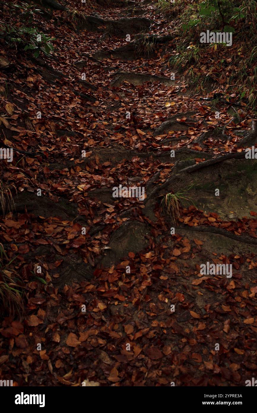 Feuilles d'automne jaunes et oranges, arrière-plan des racines des arbres vue de dessus Banque D'Images