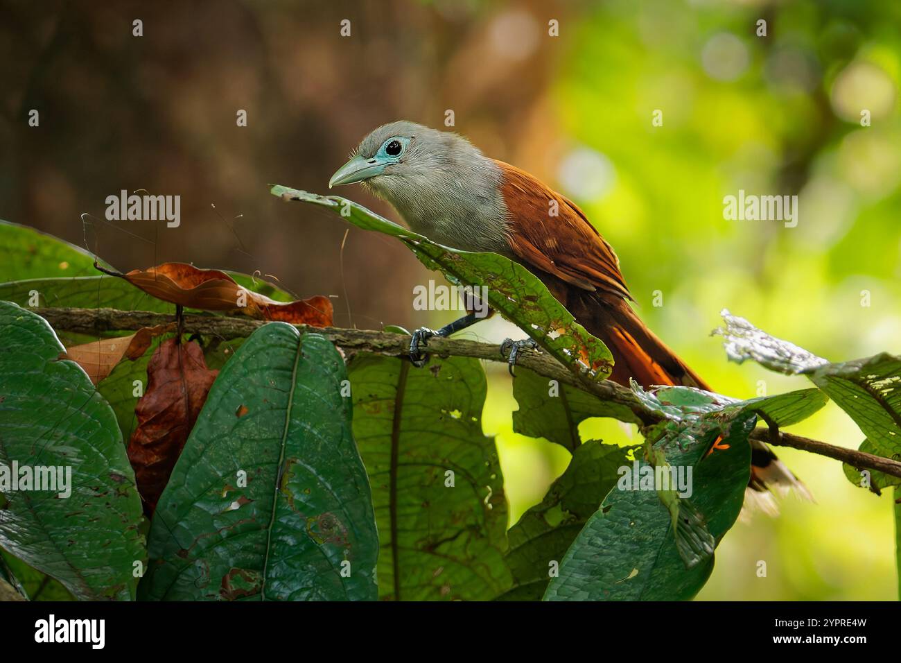 Malkoha de Raffles - Rhinortha chlorophaea oiseau coucou brun à Cuculidae, Brunei, Indonésie, Malaisie, Myanmar, Singapour et la Thaïlande sont subtropiques Banque D'Images