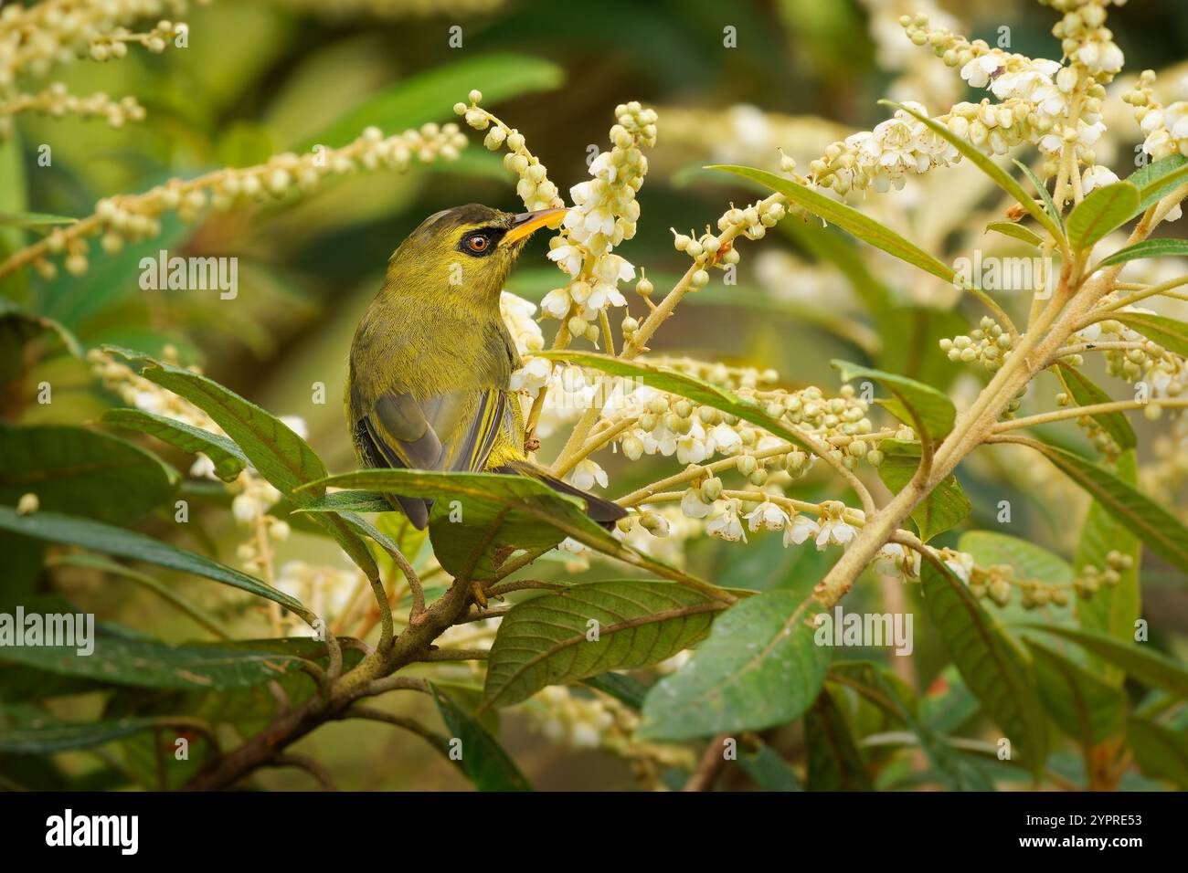 Saumon blackeye de montagne Zosterops emiliae aussi blackeye olive ou simplement oeil noir, oiseau passerin chez Zosteropidae endémique des plus hautes montagnes de Bornéo Banque D'Images