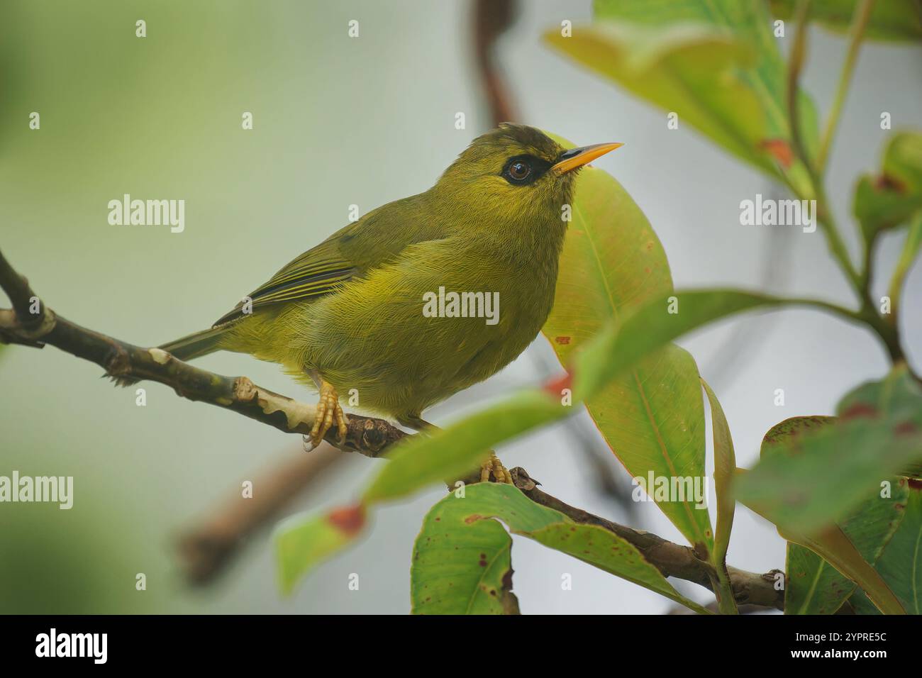 Saumon blackeye de montagne Zosterops emiliae aussi blackeye olive ou simplement oeil noir, oiseau passerin chez Zosteropidae endémique des plus hautes montagnes de Bornéo Banque D'Images