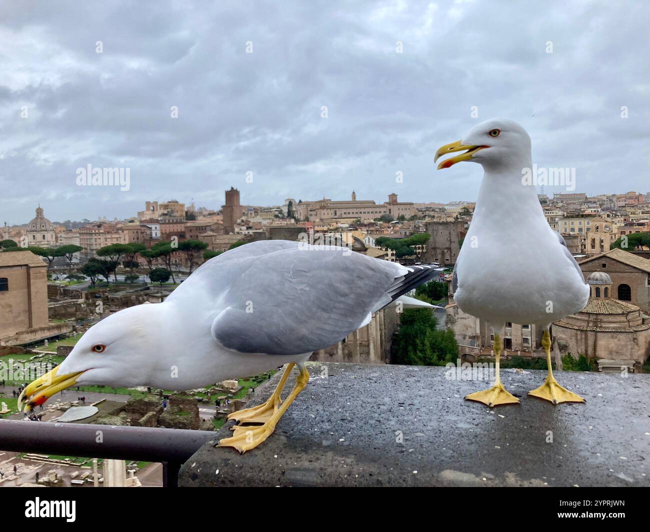 Deux mouettes au forum romanum, Rome, Italie Banque D'Images