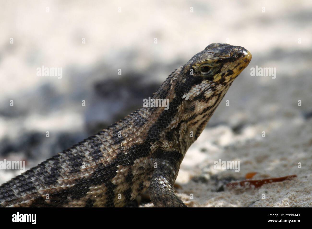 Le Lézard Curly nord (Leiocephalus carinatus) Banque D'Images