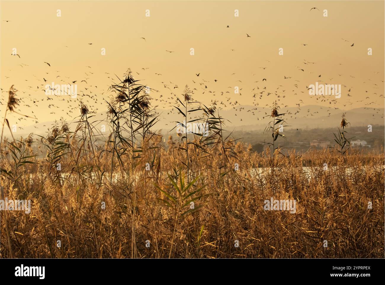 L' Ampolla, Espagne - 30 novembre 2024 - Phragmite's australis ou l'herbe commune contre un ciel en début de soirée avec un troupeau d'oiseaux Banque D'Images