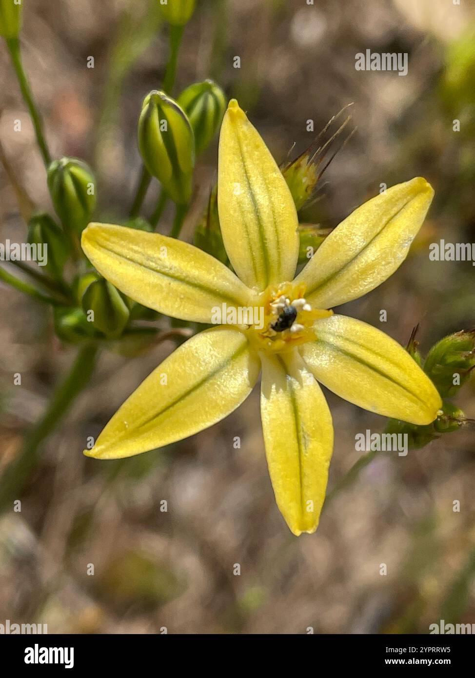 Prettyface (Triteleia ixioides) Banque D'Images