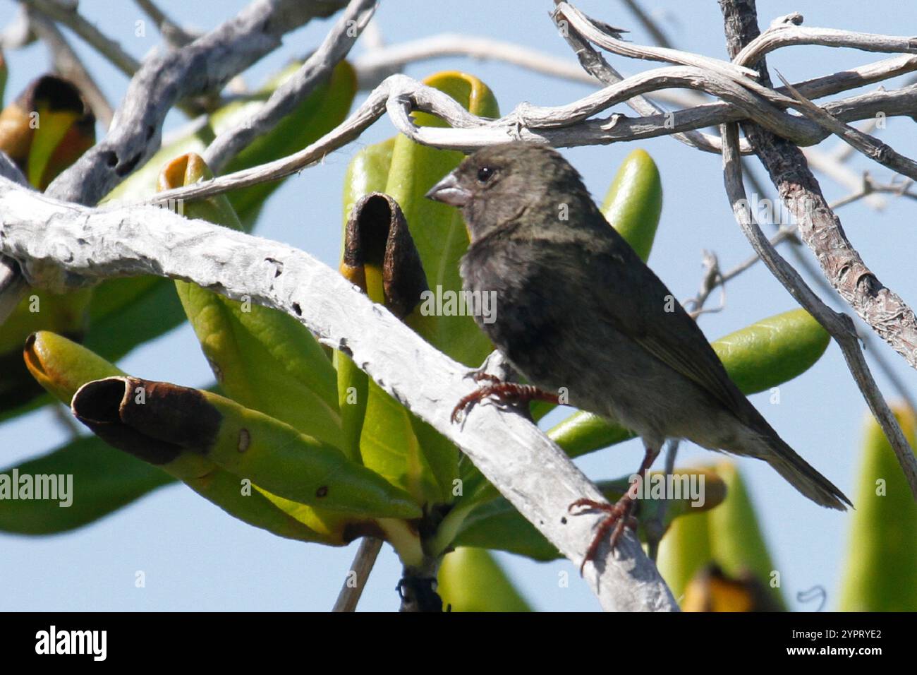 Grassquit à face noire (Melanospiza bicolor) Banque D'Images