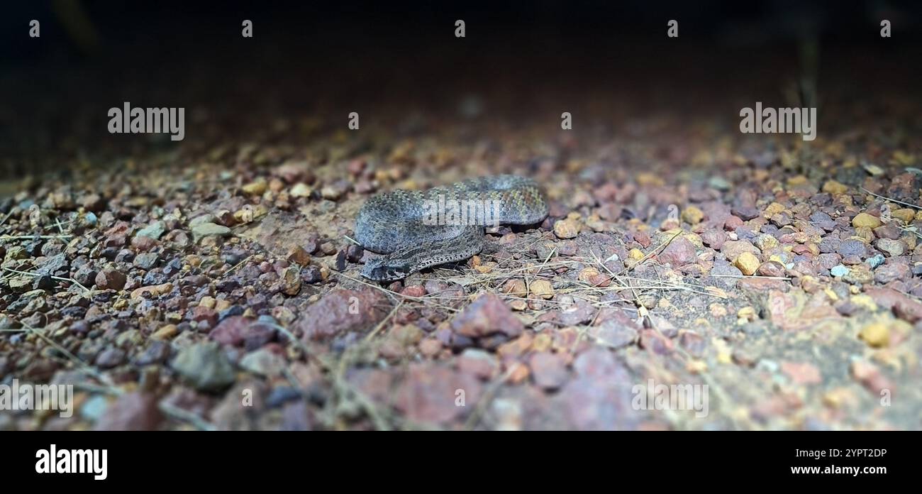 Adder de la mort à échelle grossière (Acanthophis rugosus) Banque D'Images