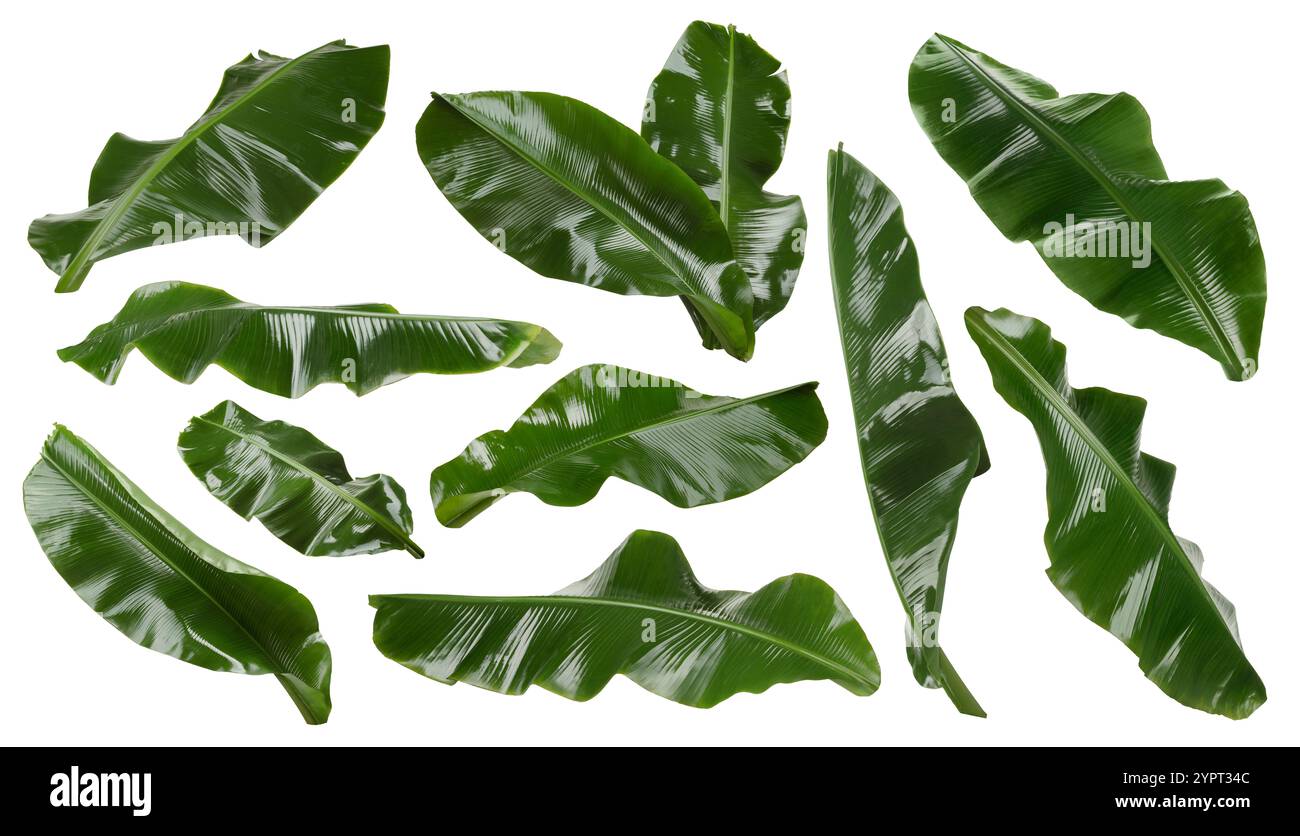 Feuilles de banane vert vif isolées sur blanc, serties Banque D'Images