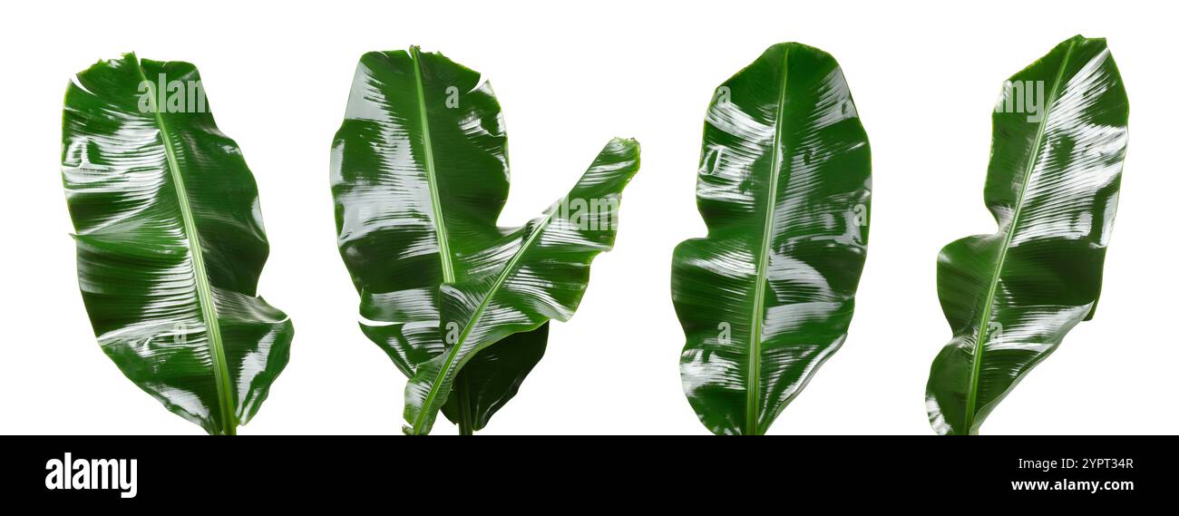 Feuilles de banane vert vif isolées sur blanc, serties Banque D'Images