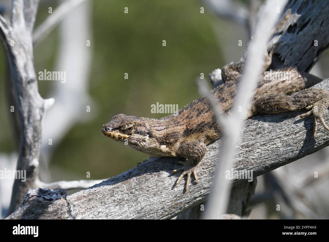 Le Lézard Curly nord (Leiocephalus carinatus) Banque D'Images