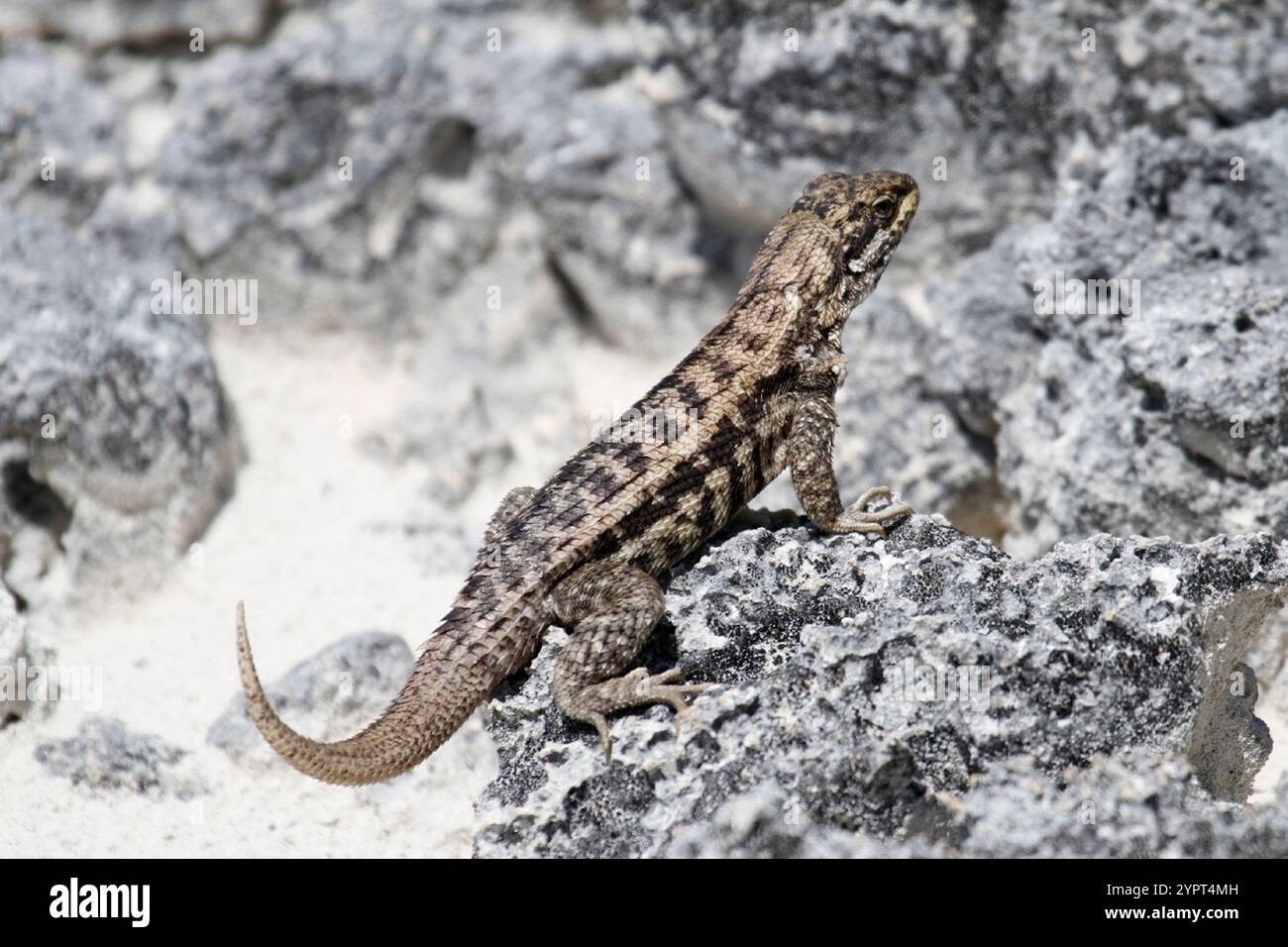 Le Lézard Curly nord (Leiocephalus carinatus) Banque D'Images