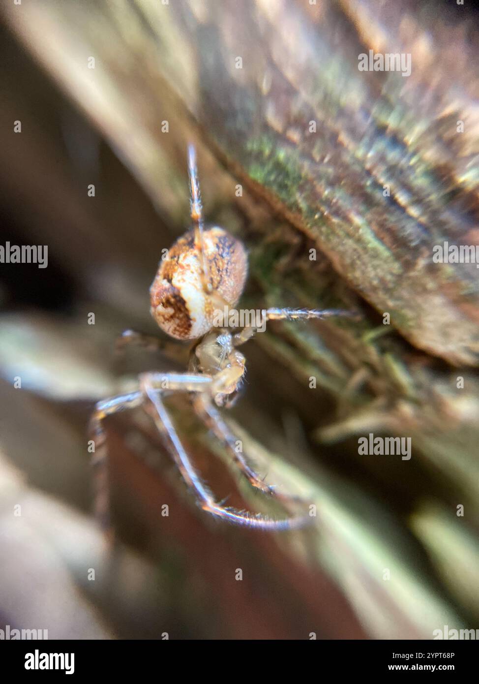 Araignée blindée eurasienne à longue mâchoire (Metellina segmentata) Banque D'Images