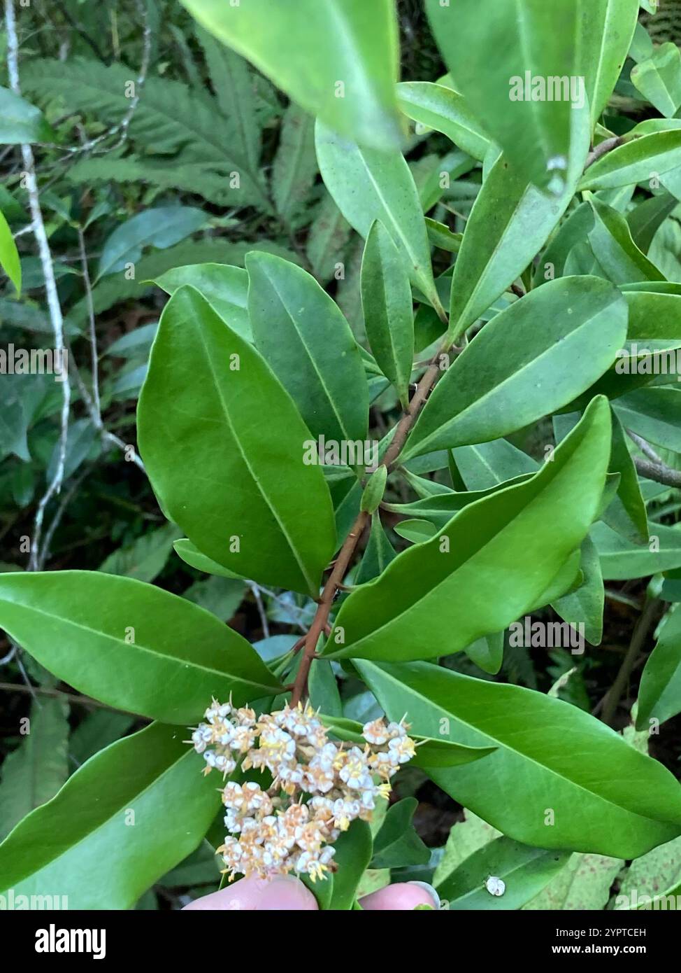 Marlberry (Ardisia escallonioides) Banque D'Images