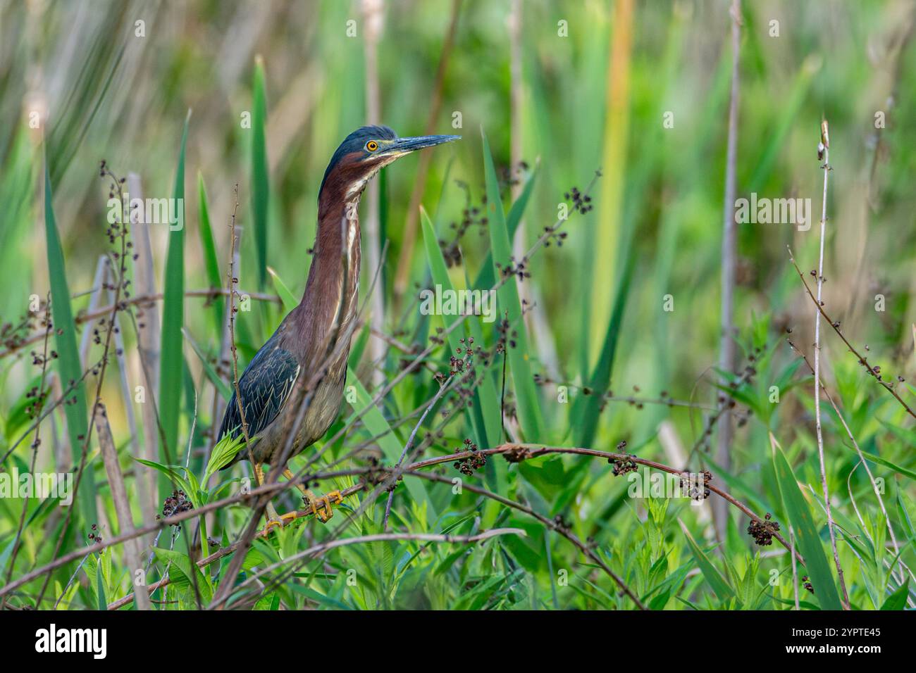 Un héron vert, Butorides virescens, perché dans une zone herbeuse dans une zone humide près de Culver, Indiana Banque D'Images