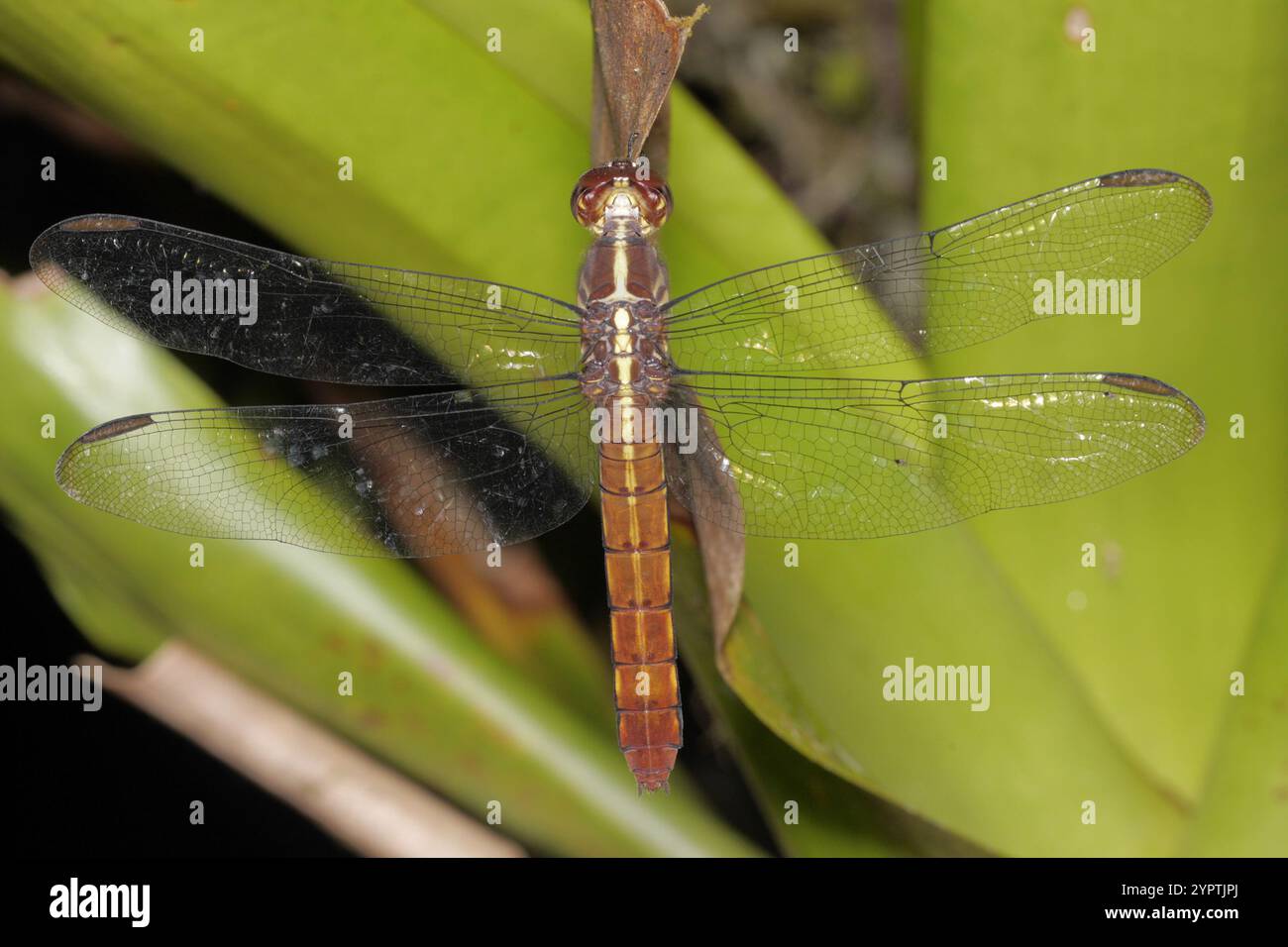 Skimmers tropicaux King (Orthemis) Banque D'Images