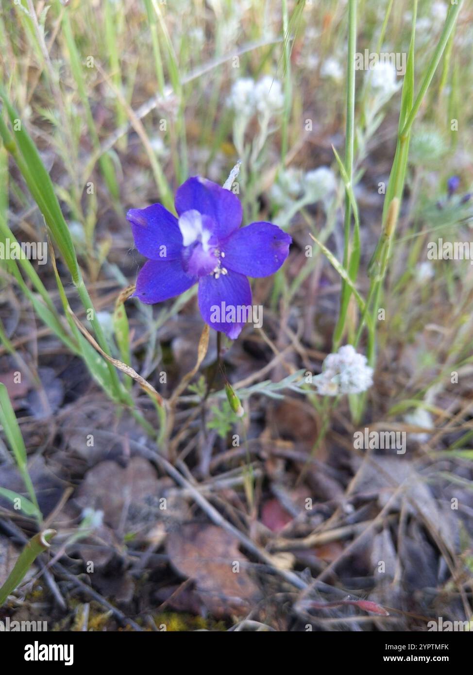 royal larkspur (Delphinium variegatum) Banque D'Images