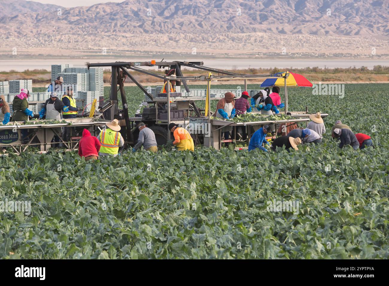 Ouvriers récoltant et emballant légumes de brocoli biologique, 'Brassica oleracea italica', lumière tôt le matin, thermale, comté de Riverside, Californie. Banque D'Images