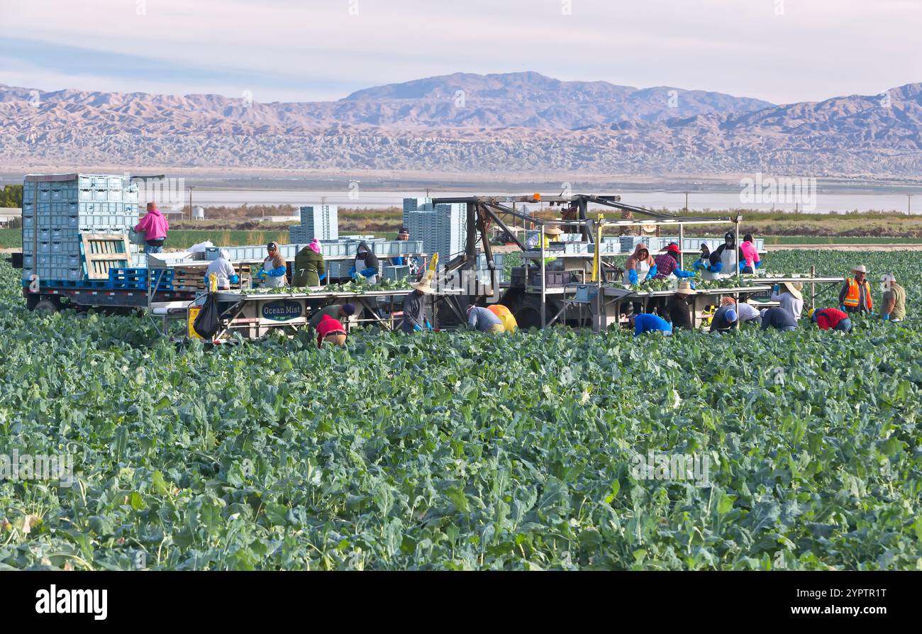 Travailleurs migrants récoltant et emballant des légumes brocoli biologiques, 'Brassica oleracea italica', Thermal, Comté de Riverside, Californie. Banque D'Images