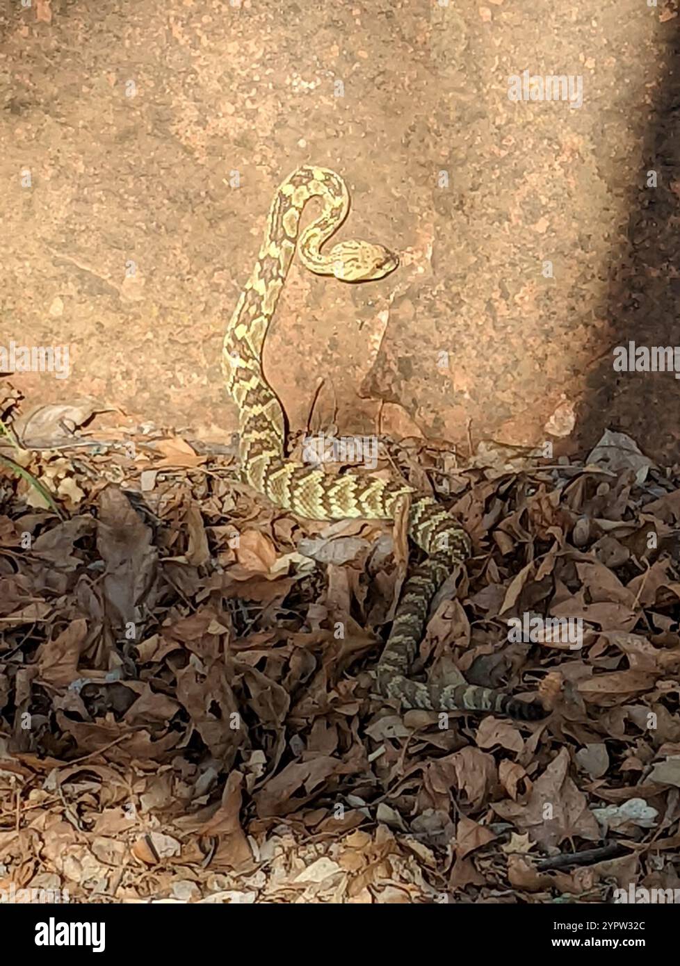 Crotale à queue noire de l'Ouest (Crotalus molossus) Banque D'Images