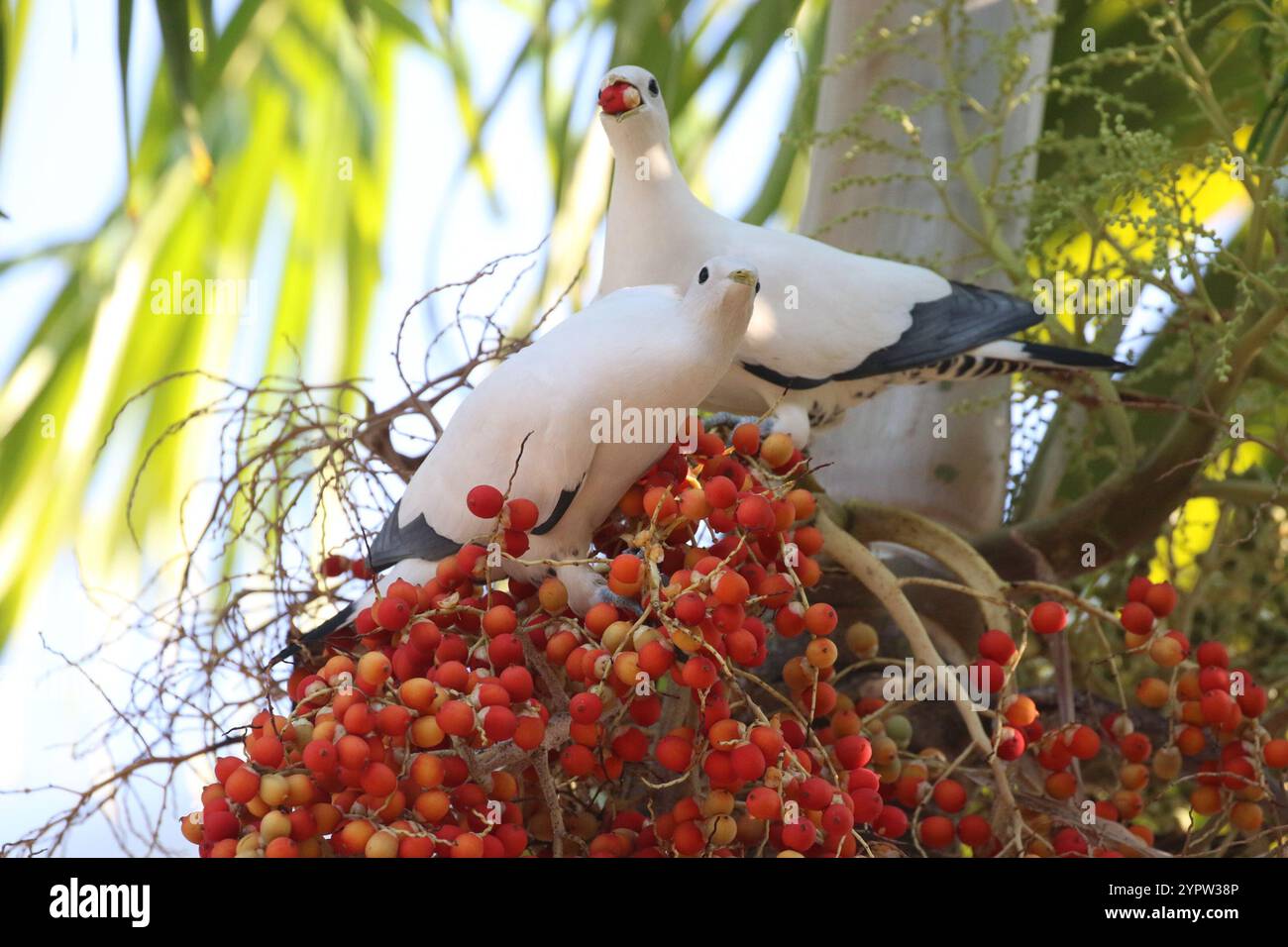 Pigeon impérial de Torresian (Ducula spilorrhoa) Banque D'Images