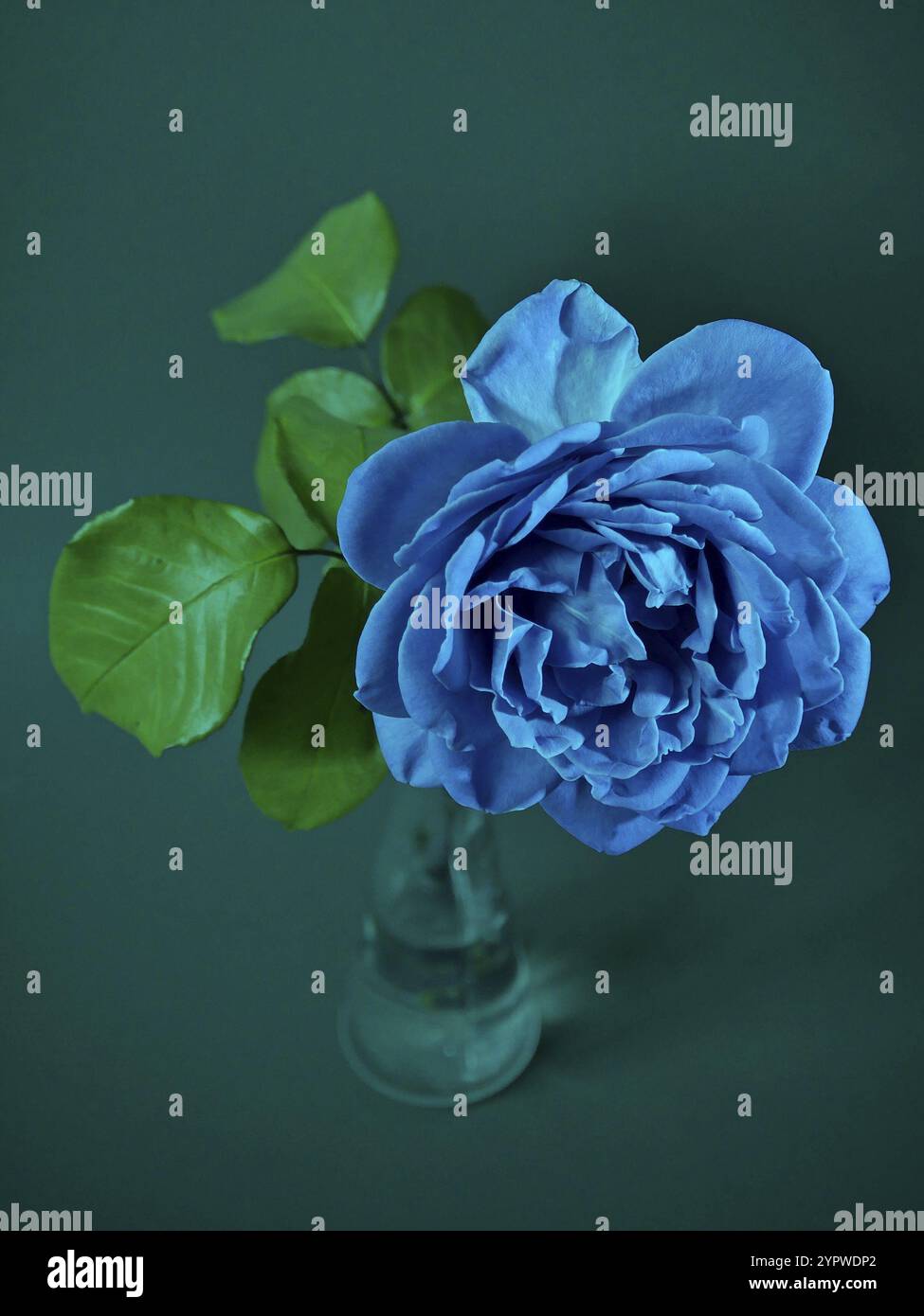 Rose bleue Banque D'Images