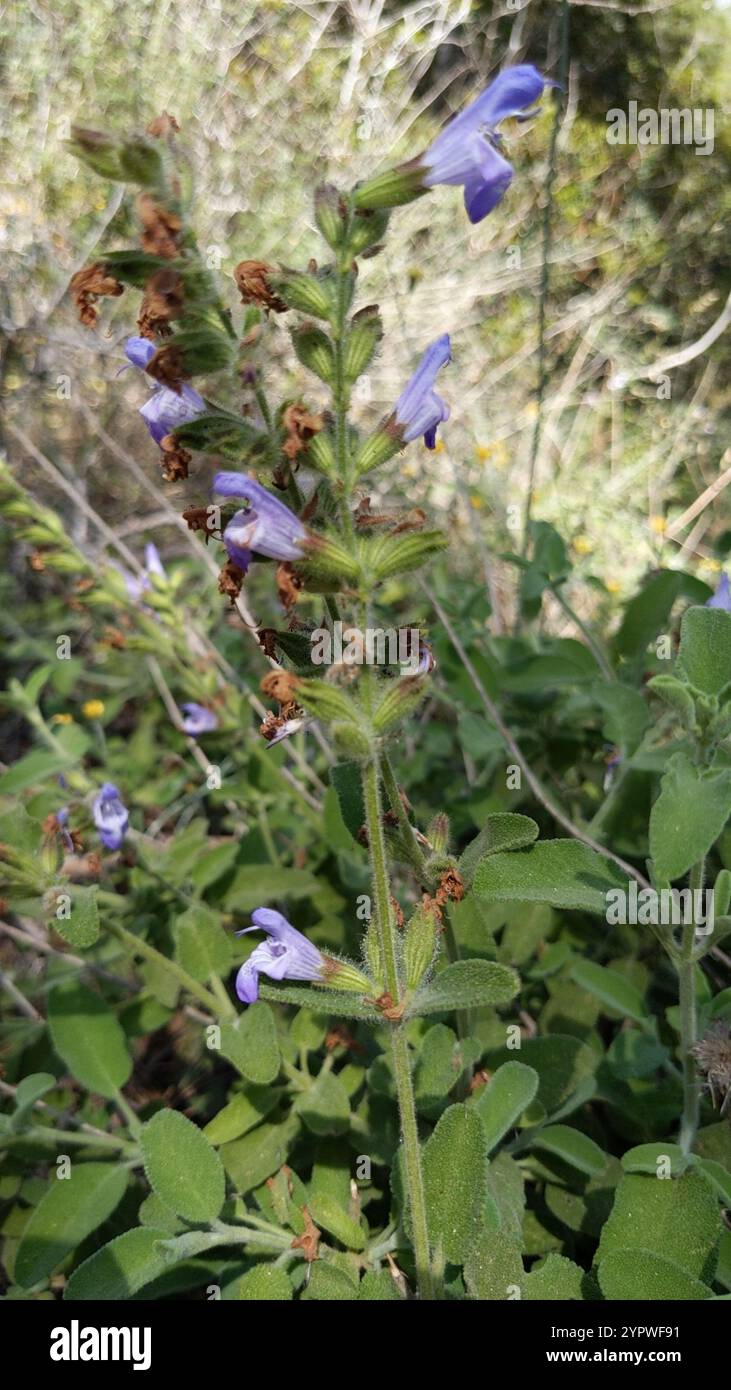 Sauge grecque (Salvia fruticosa) Banque D'Images