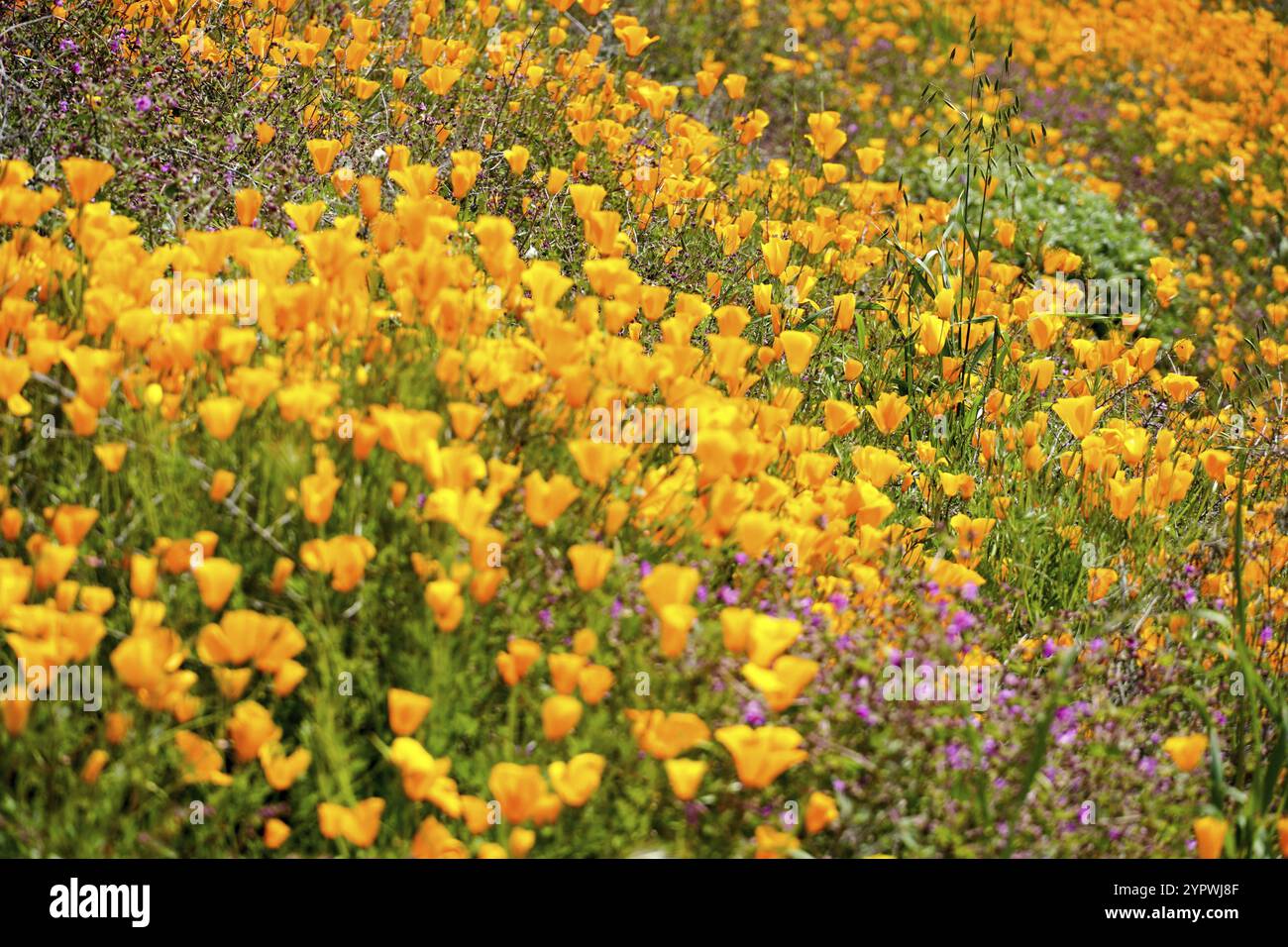 California Golden Poppy and Goldfields fleurir à Walker Canyon, Lake Elsinore, Californie. ÉTATS-UNIS. Fleurs de pavot orange vif pendant le désert de Californie super b Banque D'Images