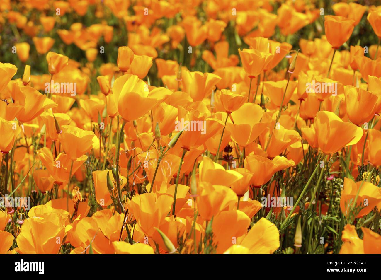 California Golden Poppy and Goldfields fleurir à Walker Canyon, Lake Elsinore, Californie. ÉTATS-UNIS. Fleurs de pavot orange vif pendant le désert de Californie super b Banque D'Images