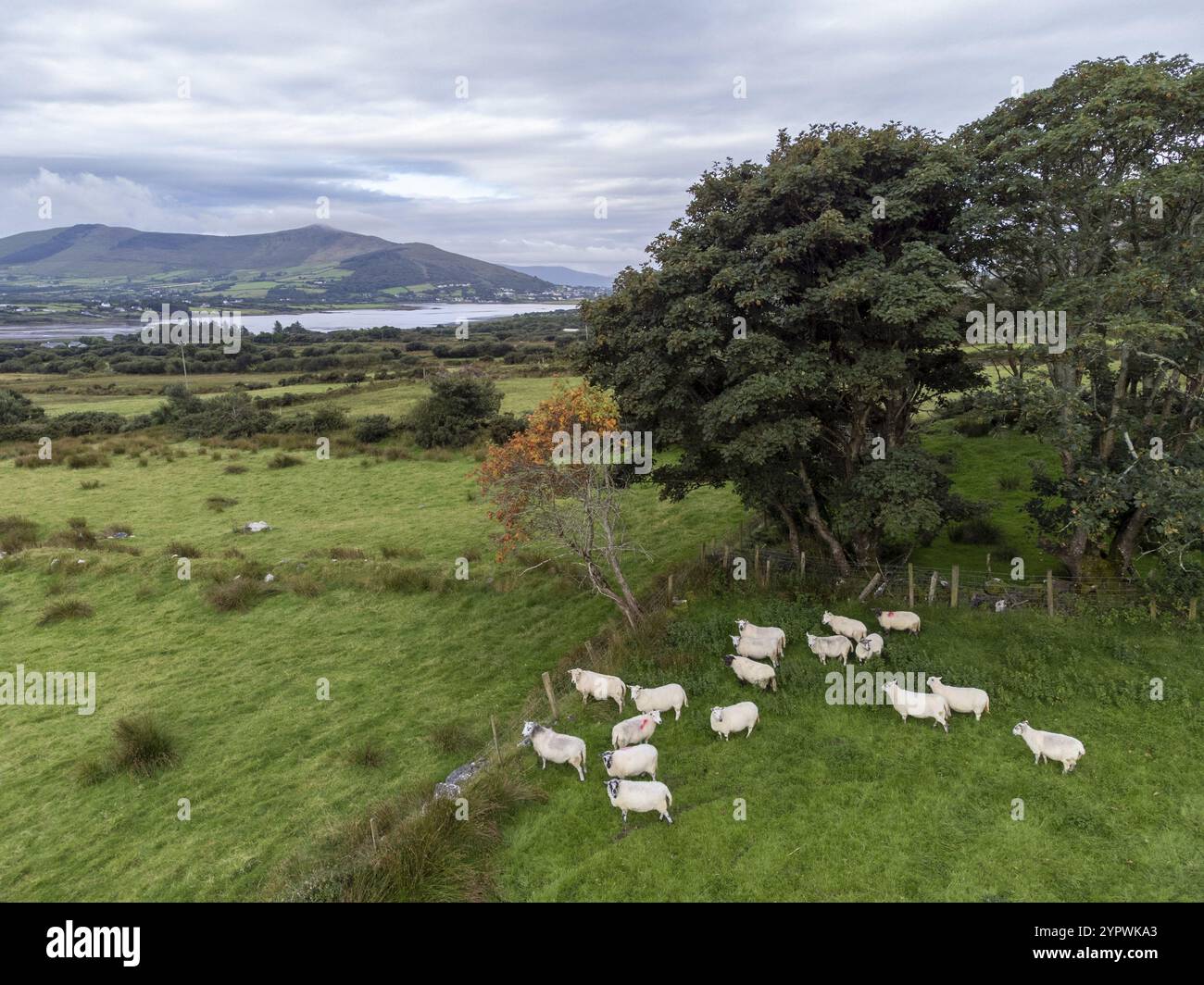 Petit troupeau de moutons, Castlequin Loop Walk, Cahersiveen, Irlande, Royaume-Uni, Europe Banque D'Images