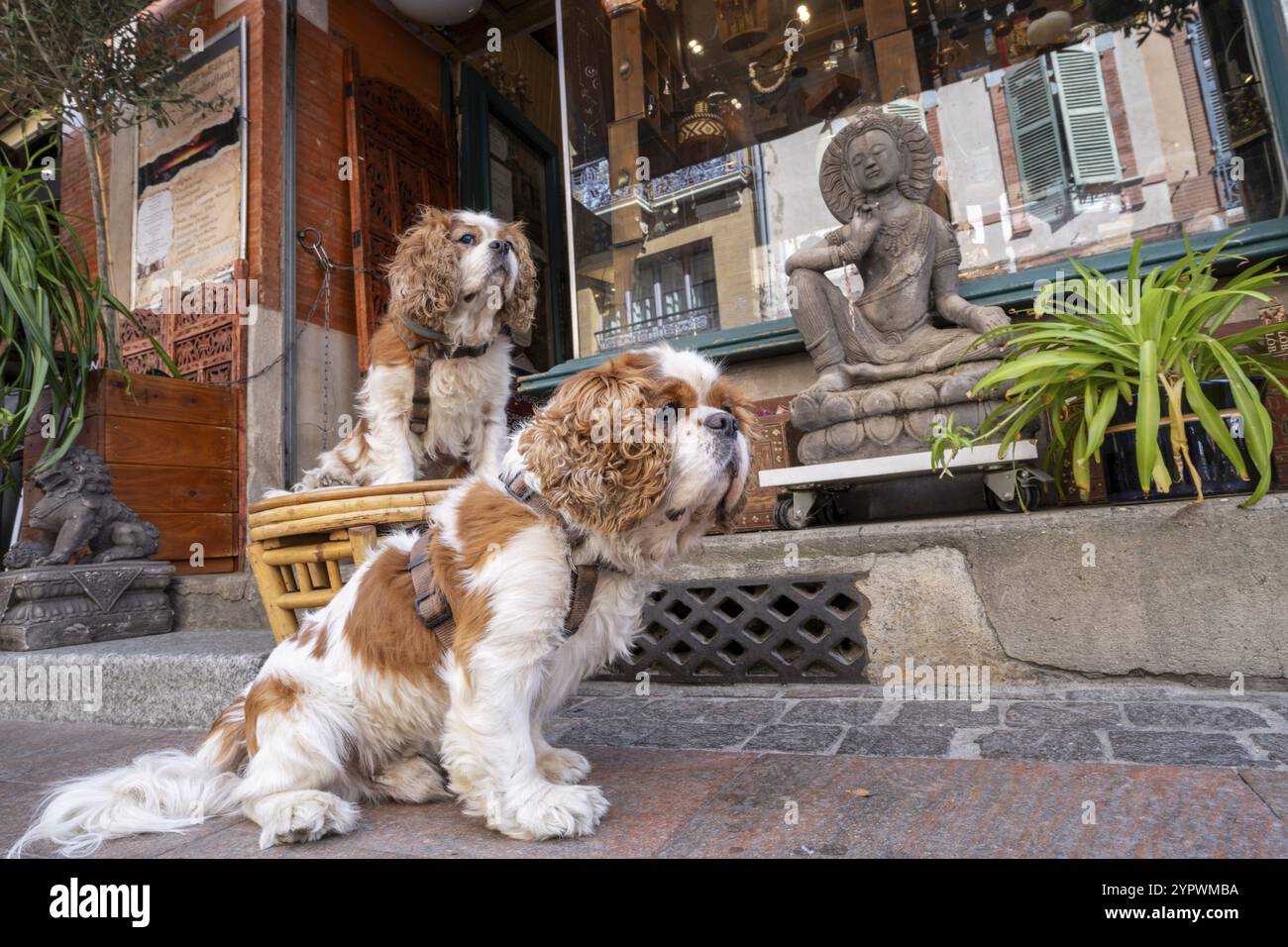 Cavalier King Charles Spaniel dans la rue, Toulouse, haute-Garonne, République française Banque D'Images