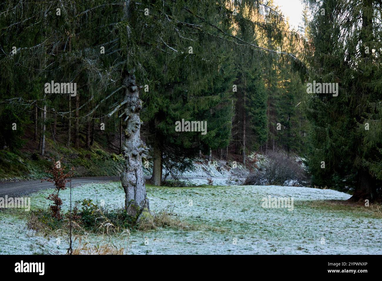 Winter an der Talsperre Tambach-Dietharz im Thüringer Wald, 01.12.2024 Tambach-Dietharz Thüringen Deutschland *** hiver au barrage de Tambach Dietharz i Banque D'Images