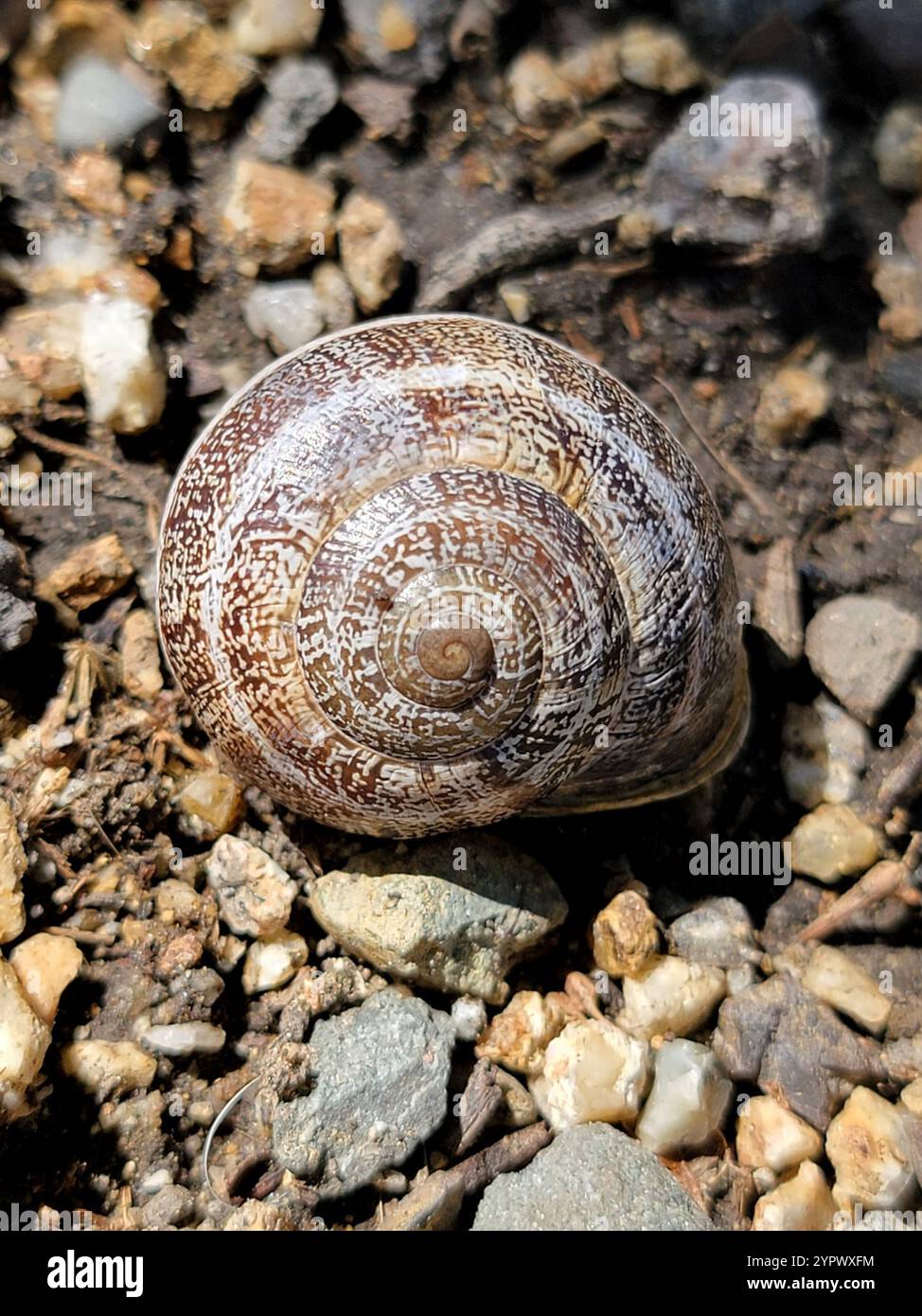 Escargot de lait (Otala Lactea) Banque D'Images