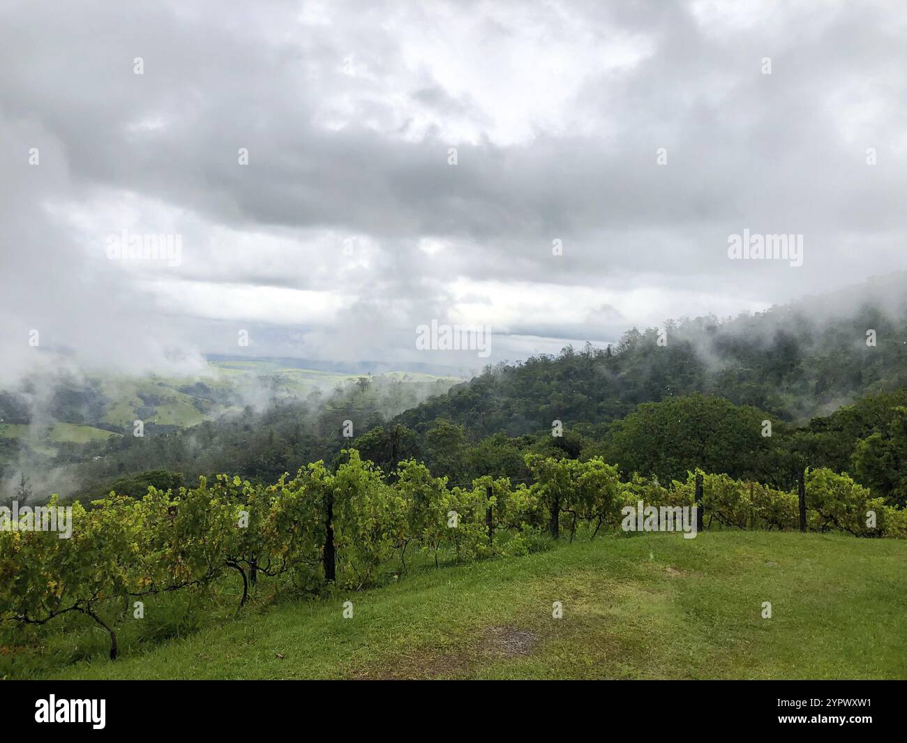 Vignobles dans la montagne pendant la saison nuageuse des pluies. Vignes dans les collines verdoyantes. Vignobles pour faire du vin cultivé dans les vallées les jours de pluie an Banque D'Images