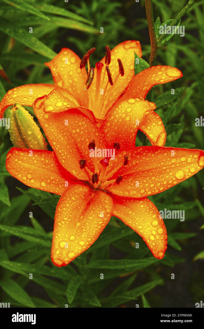 Beaux lis oranges en fleurs avec des gouttes d'eau sur les pétales après la pluie. Journée d'été ensoleillée Banque D'Images