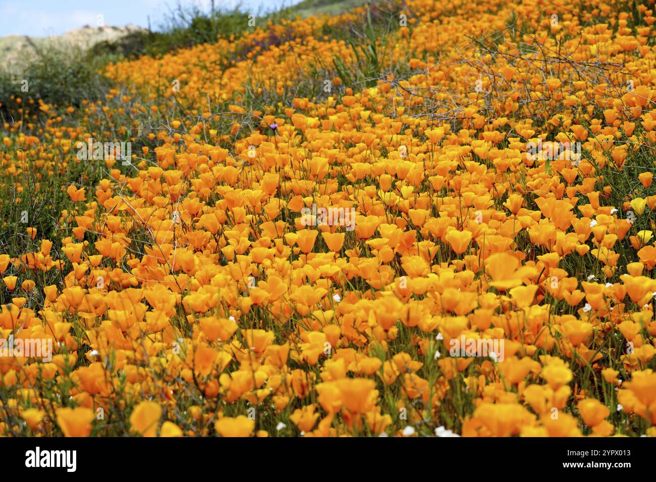 California Golden Poppy and Goldfields fleurir à Walker Canyon, Lake Elsinore, Californie. ÉTATS-UNIS. Fleurs de pavot orange vif pendant le désert de Californie super b Banque D'Images