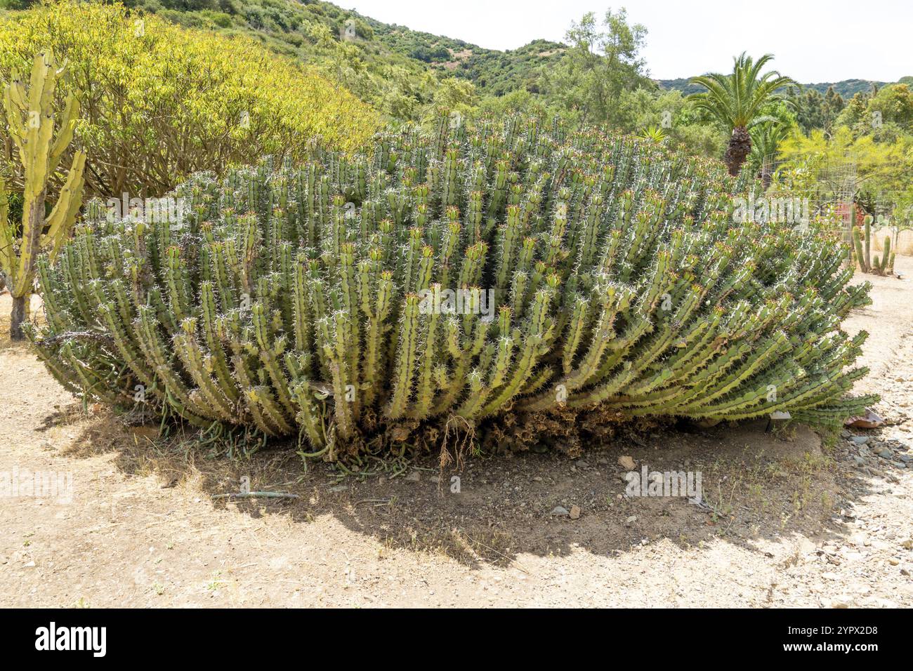 Euphorbia est un genre très grand et diversifié de plantes à fleurs, communément appelé éperon, Euphorbiaceae dans la famille des éperons, Afrique du Sud, Afrique Banque D'Images