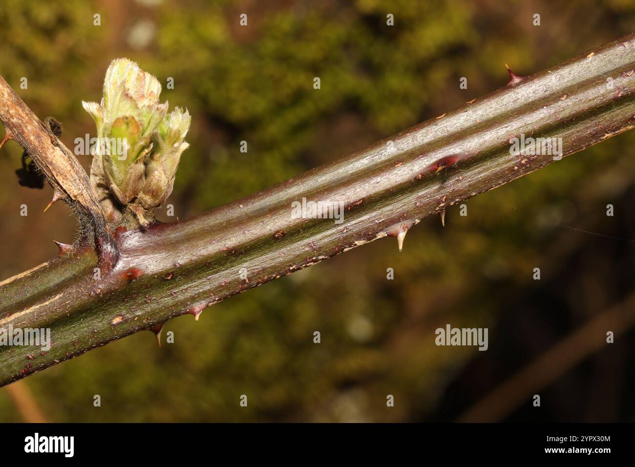 Mûre arménienne (Rubus armeniacus) Banque D'Images