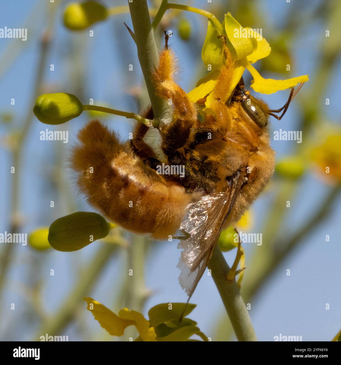 Abeille charpentier de la vallée (Xylocopa sonorina) Banque D'Images