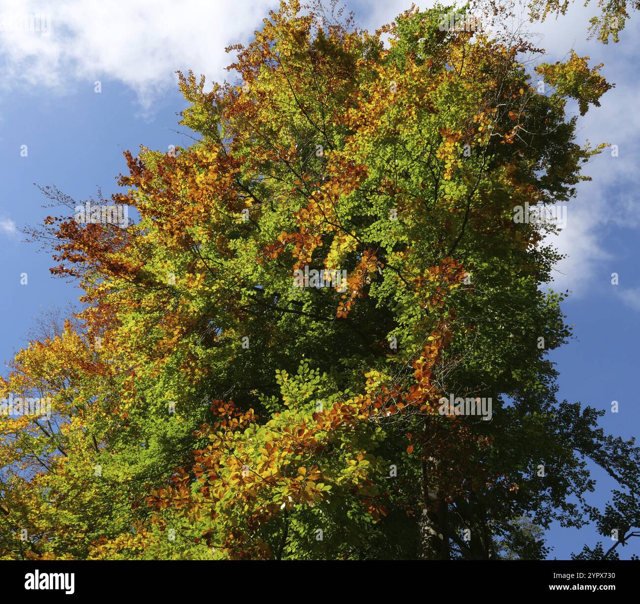 Été indien : couleurs d'automne dans la forêt Banque D'Images