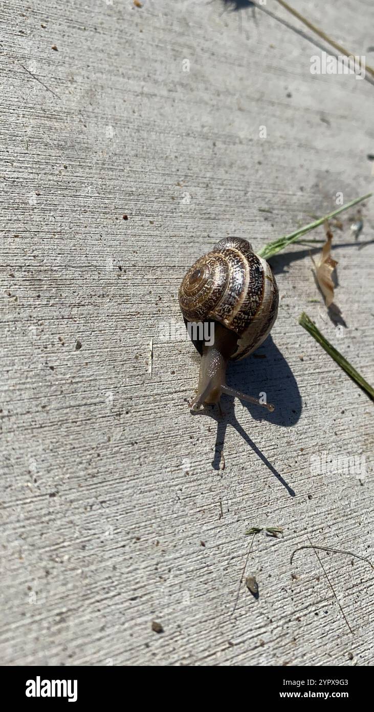 Escargot de lait (Otala Lactea) Banque D'Images