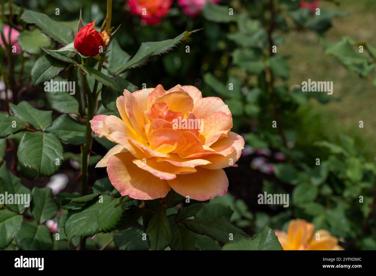 À propos de face Rose fleurs poussant dans le jardin. États-Unis. Banque D'Images