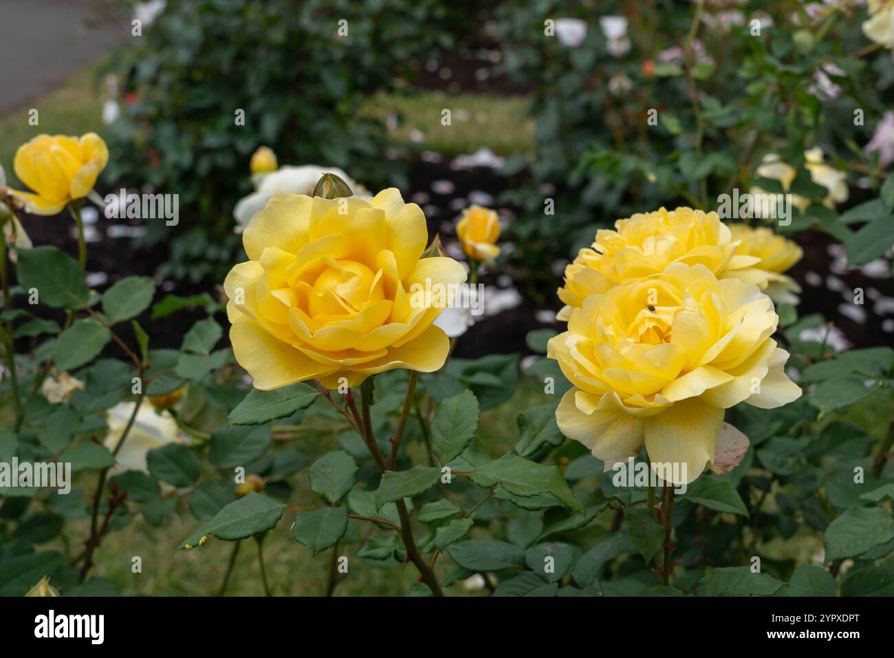 La femme du poète Rose fleurs poussant dans le jardin. États-Unis. Banque D'Images