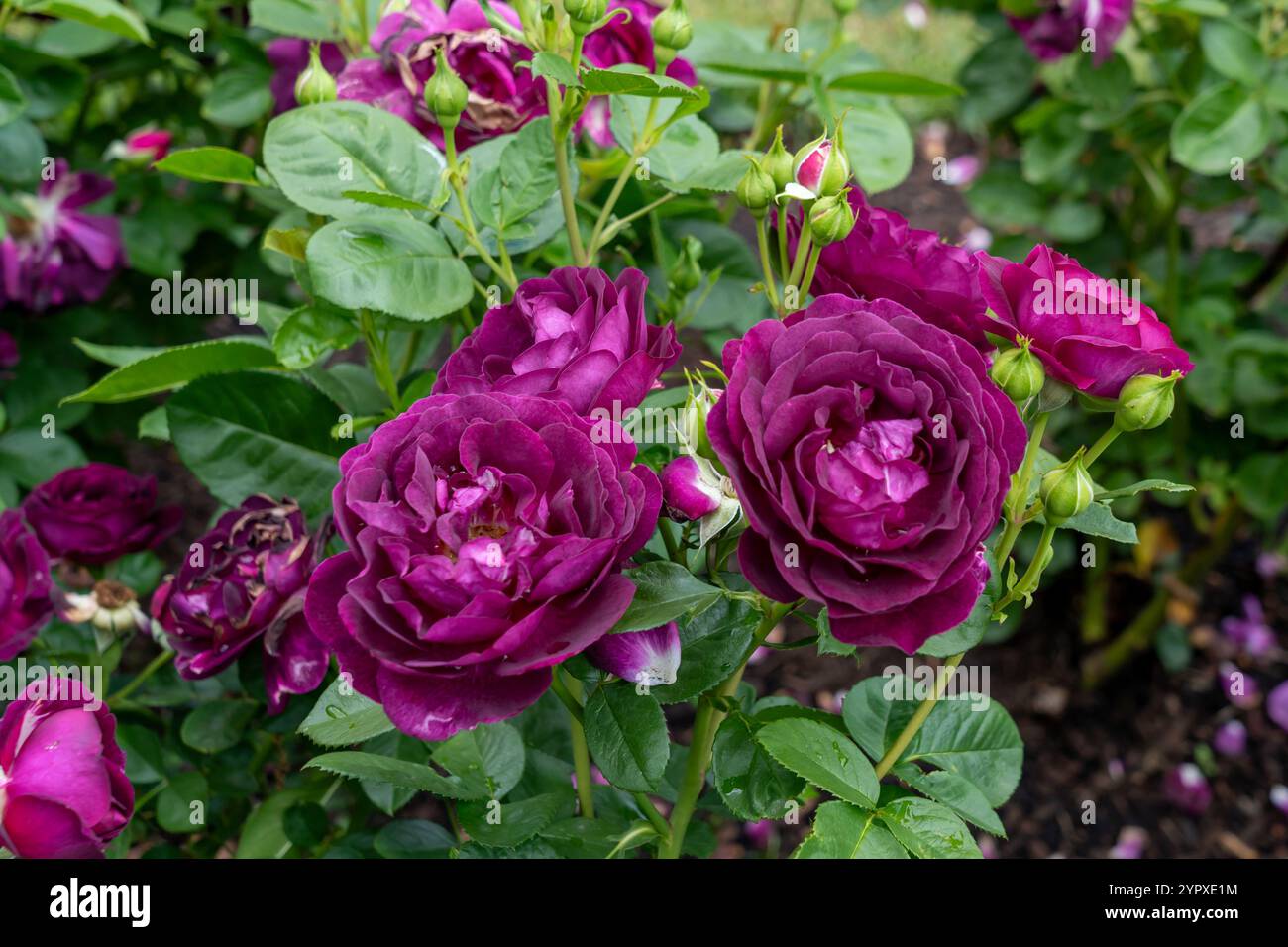 Twilight zone fleurs de rose poussant dans le jardin. États-Unis. Banque D'Images