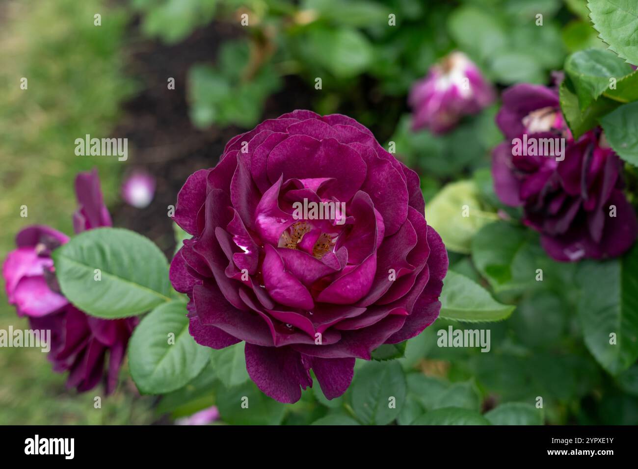 Twilight zone fleurs de rose poussant dans le jardin. États-Unis. Banque D'Images