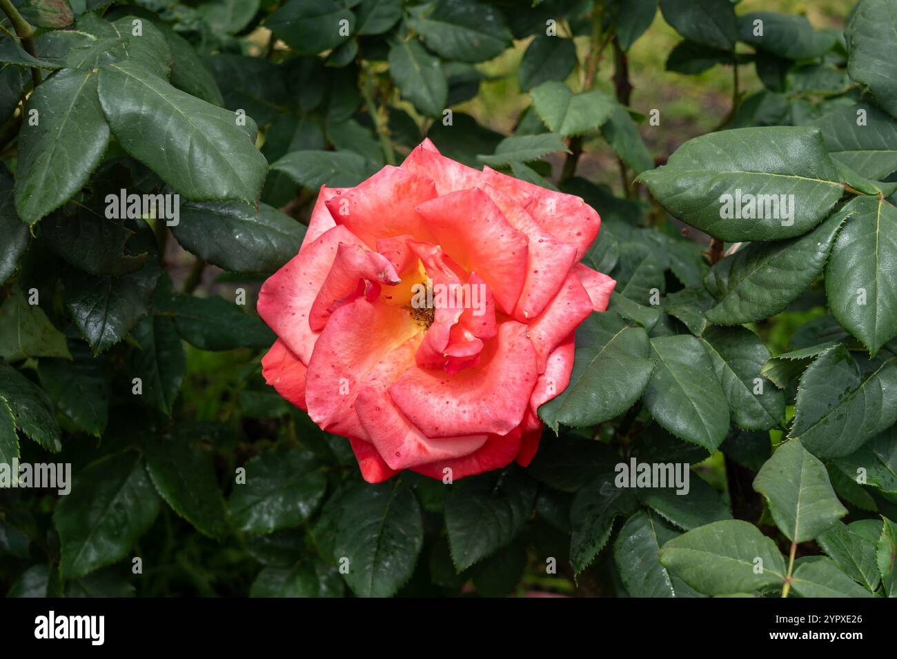Anneau de feu fleurs de rose poussant dans le jardin. États-Unis. Banque D'Images