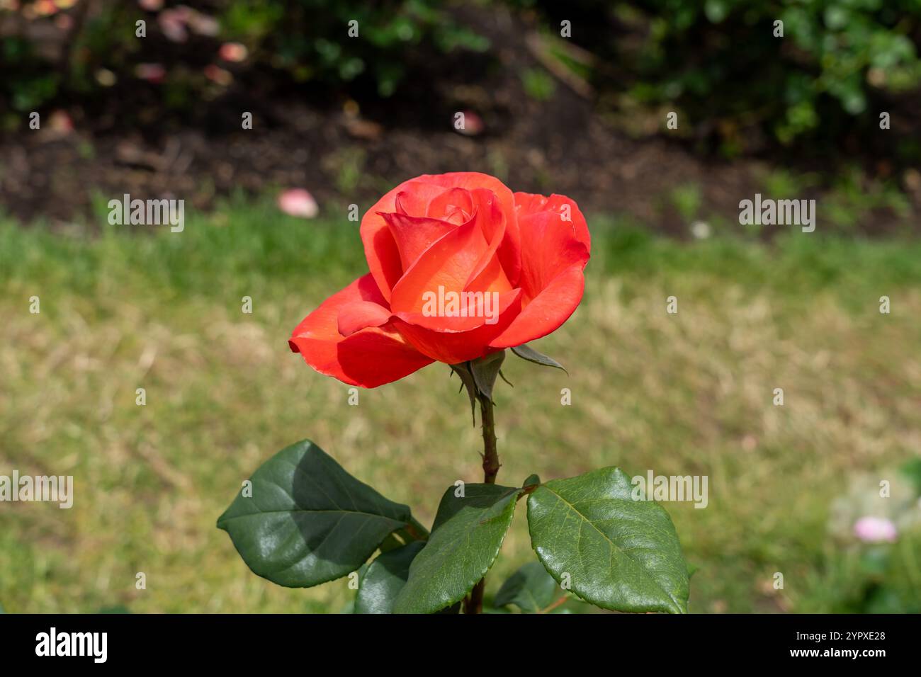 Anneau de feu fleurs de rose poussant dans le jardin. États-Unis. Banque D'Images