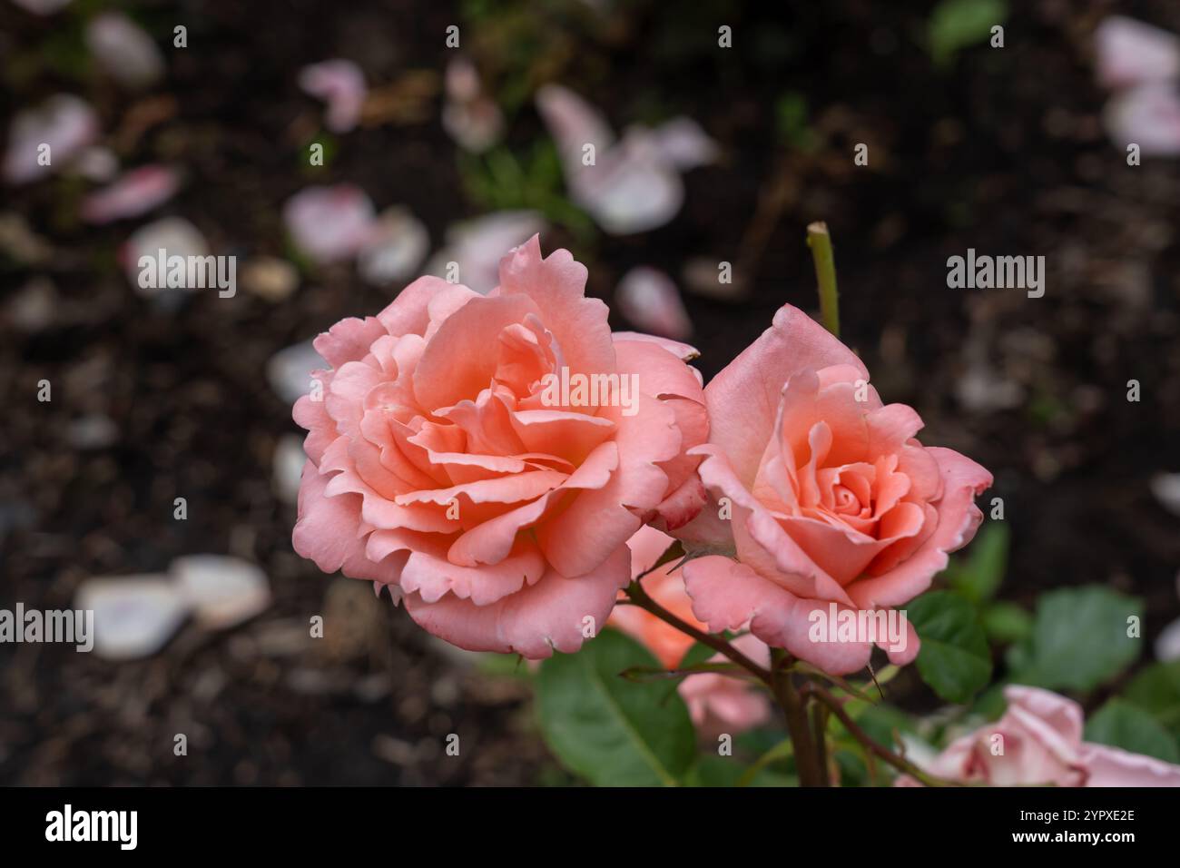 Sonia Rose fleurs poussant dans le jardin. États-Unis. Banque D'Images