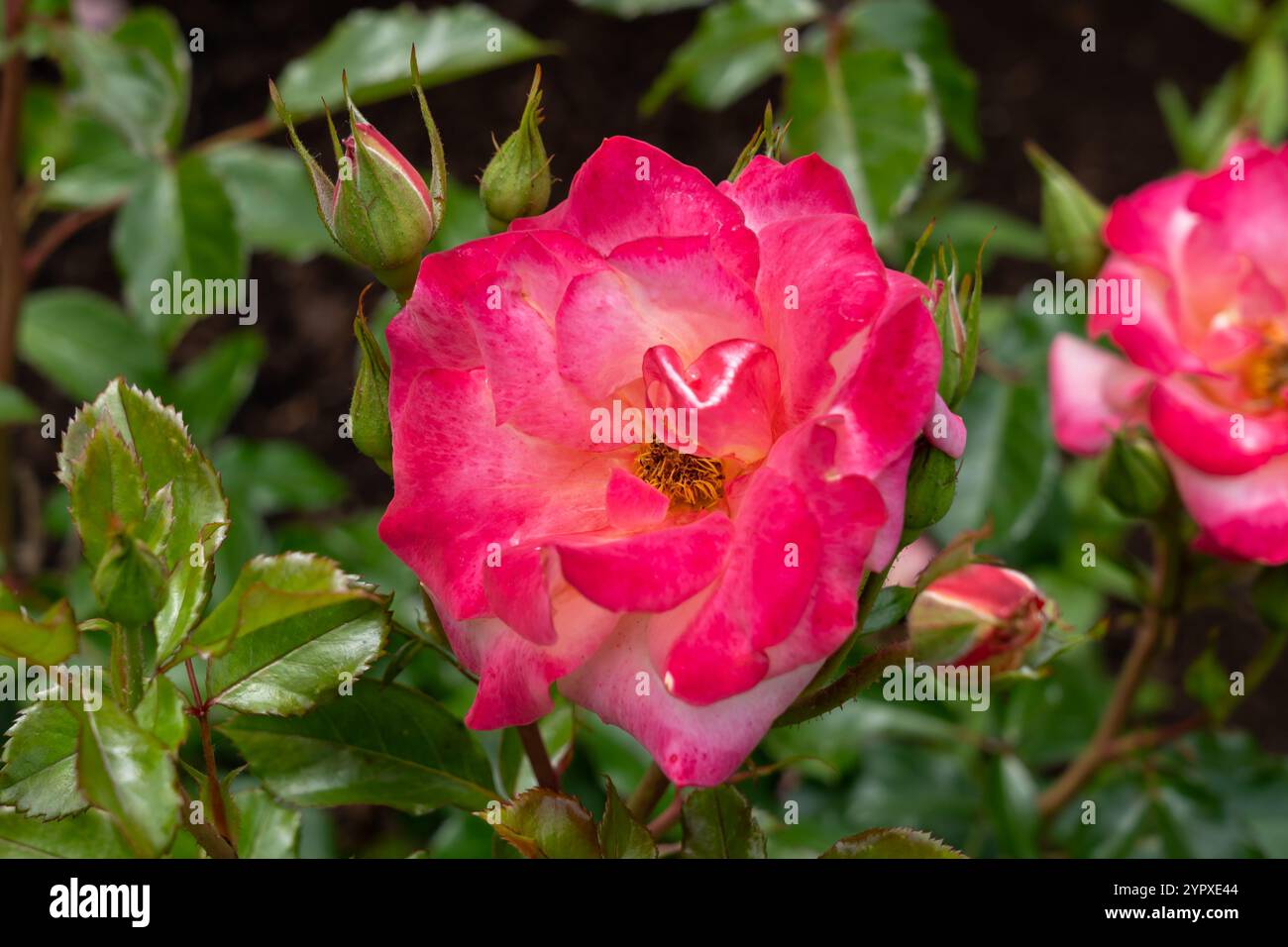 Memorial Day fleurs de rose poussant dans le jardin. États-Unis. Banque D'Images