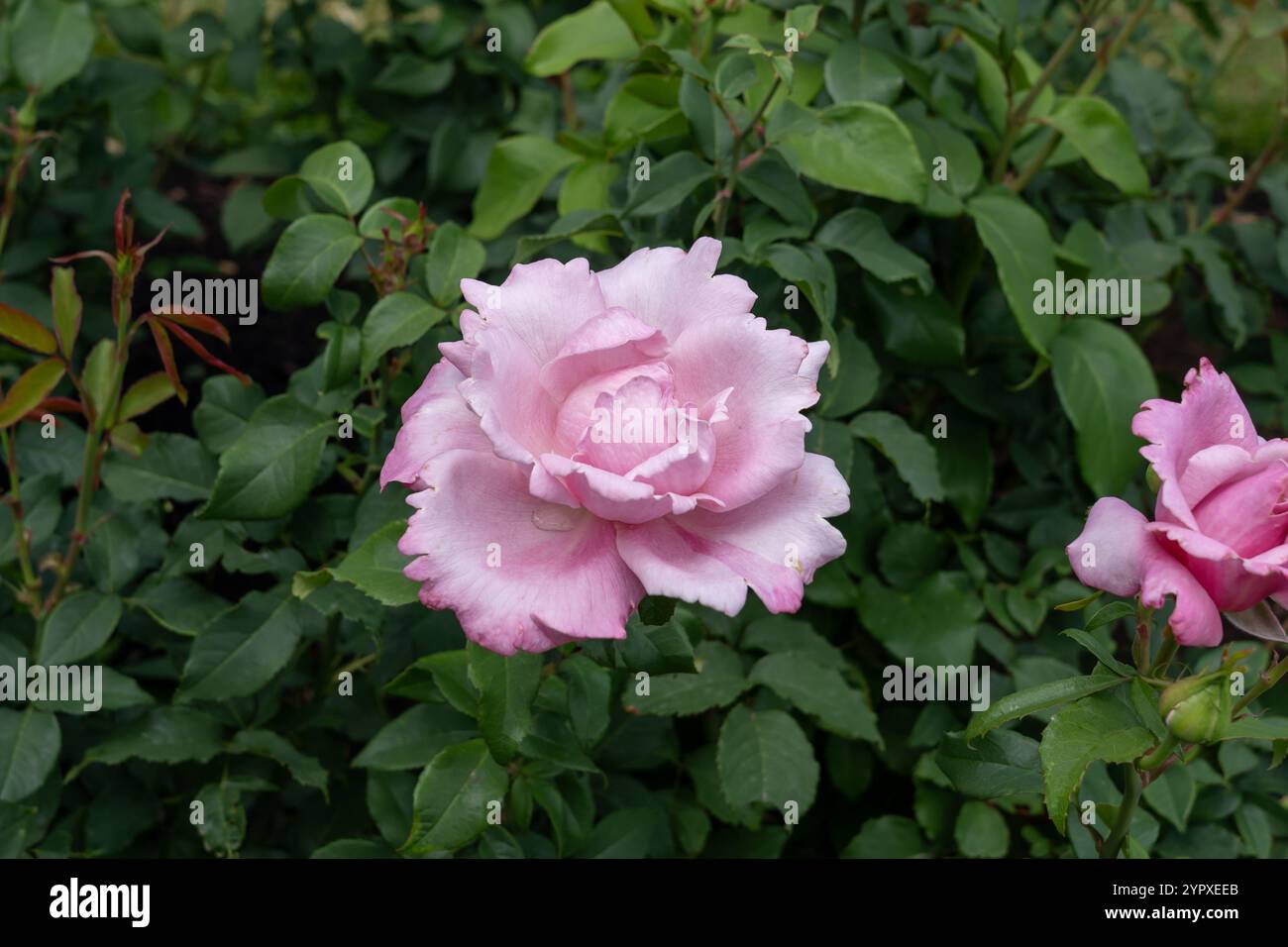 Memorial Day fleurs de rose poussant dans le jardin. États-Unis. Banque D'Images