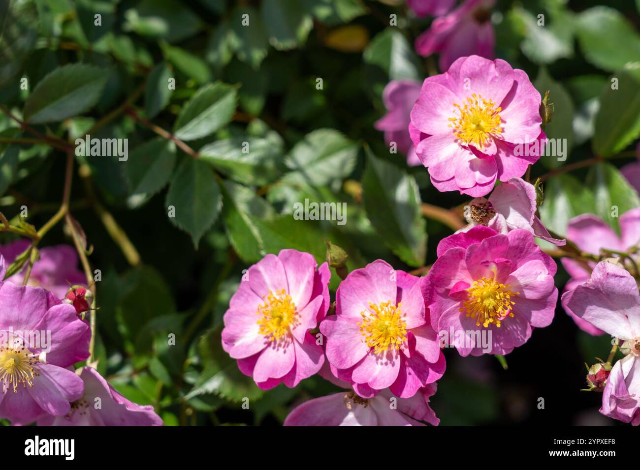 Lavender Dream Rose fleurs poussant dans le jardin. États-Unis. Banque D'Images
